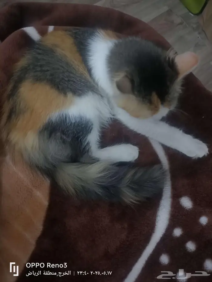 قطه للتبني العمر 4شهور. 0