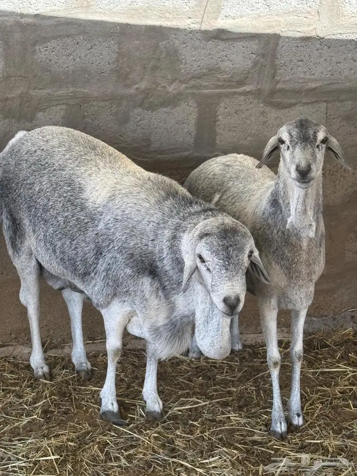 القصيم بريدة 3