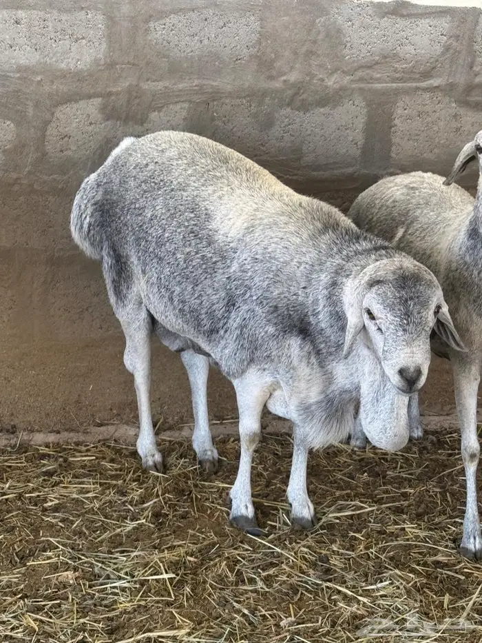 القصيم بريدة 0