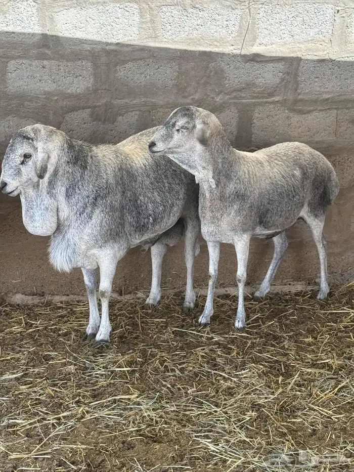 القصيم بريدة 2