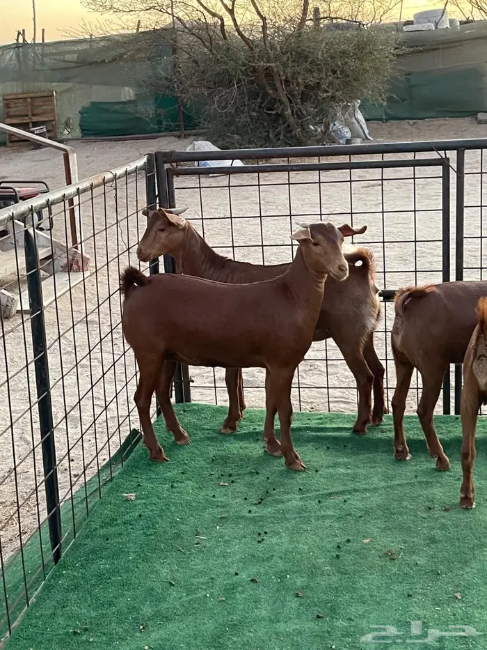 تم البيع جفار محايليه بنات ولد كلهاري فواخر مقاني 9