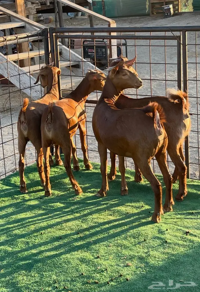 تم البيع جفار محايليه بنات ولد كلهاري فواخر مقاني 8