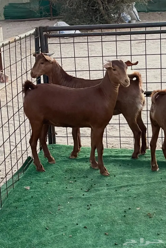 تم البيع جفار محايليه بنات ولد كلهاري فواخر مقاني 3