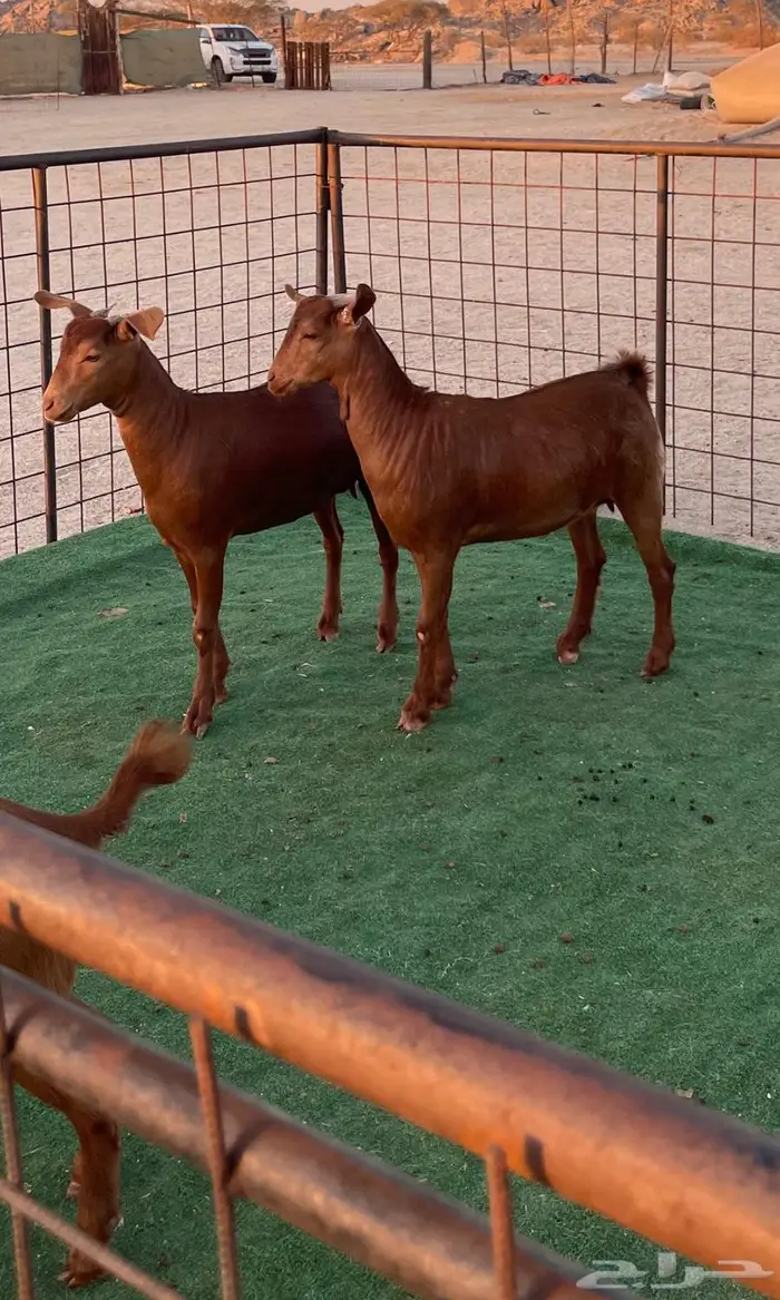 تم البيع جفار محايليه بنات ولد كلهاري فواخر مقاني 7