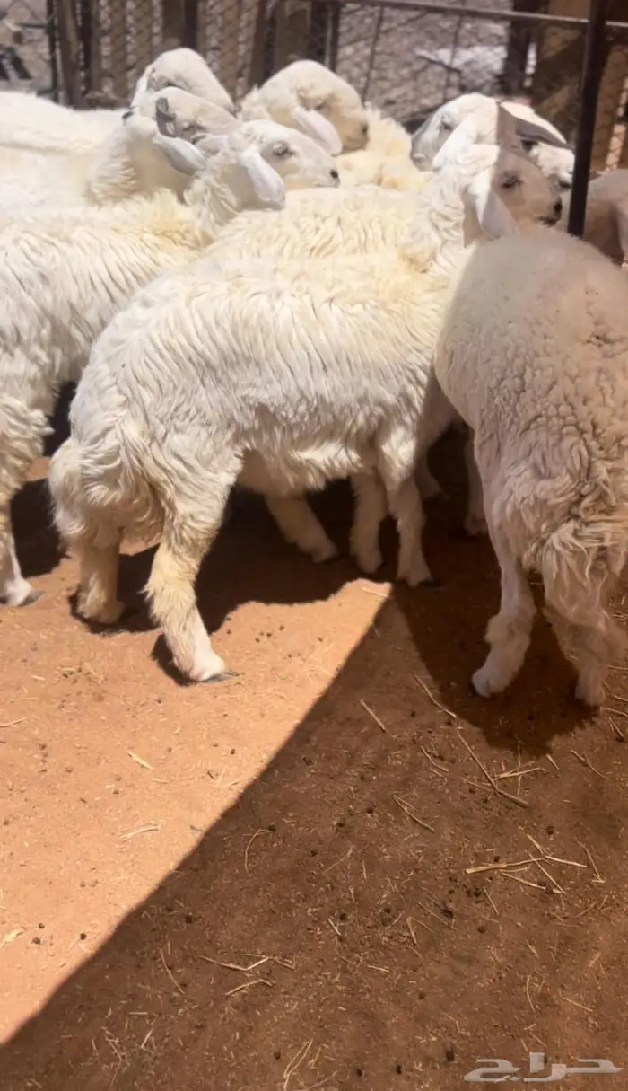 رخال ضحايا جذعات شحم 3