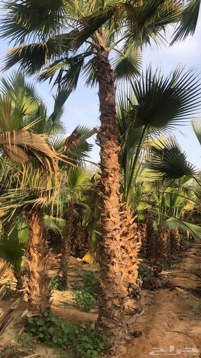 نخيل واشنطن 4