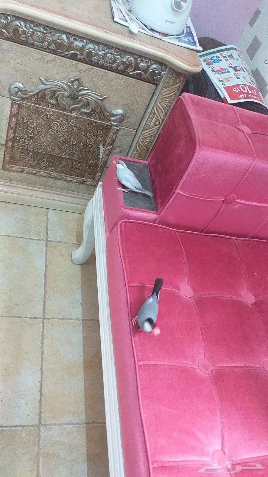 جاوا برز 0