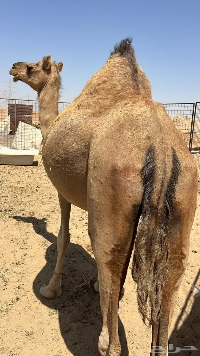 نافه حايل سمين 2