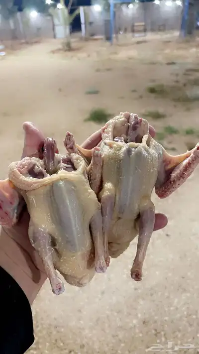 زغاليل مذبوحة وجاهزة 5