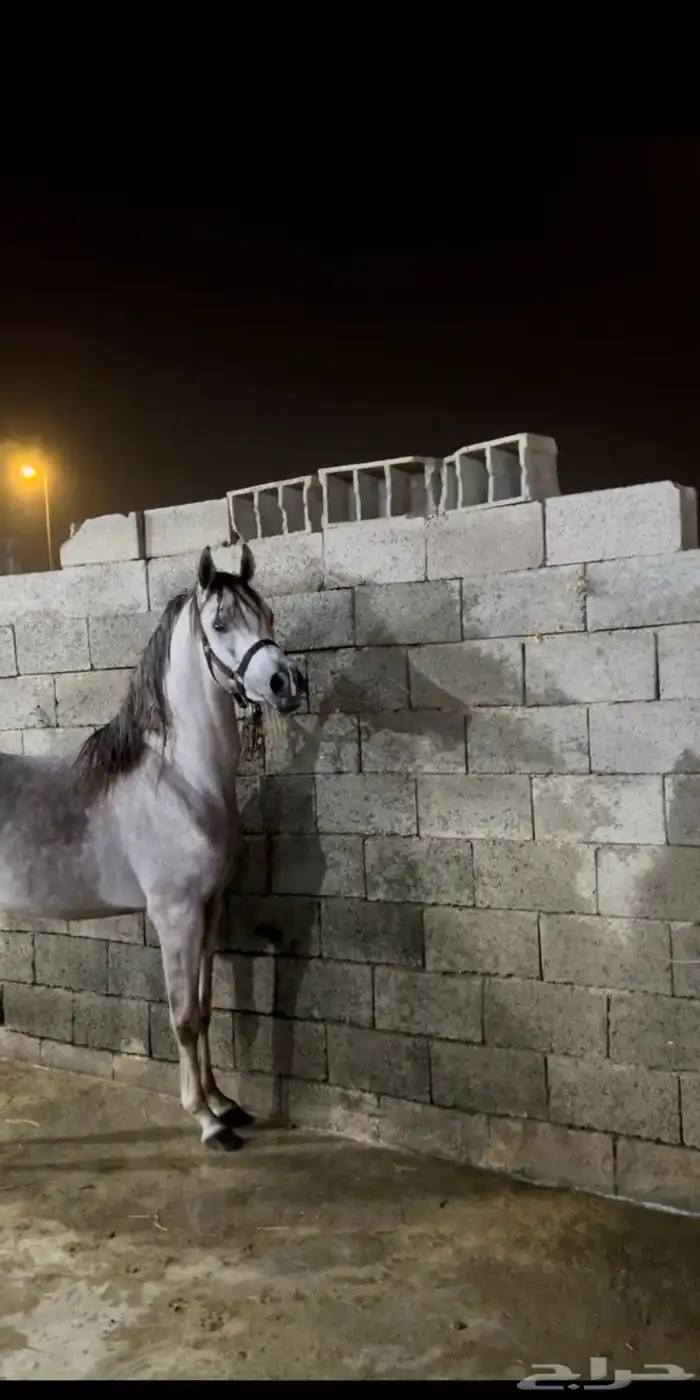 حصان واهو للبيع 2