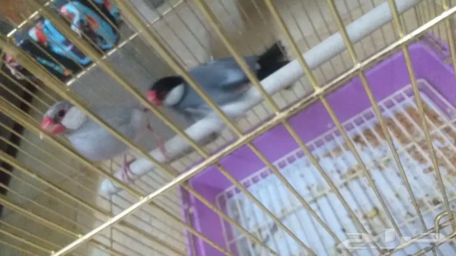 جاوا برز 2