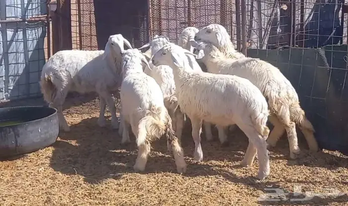 ( تم البيع ) طليان ورخال حريه طيبه 2