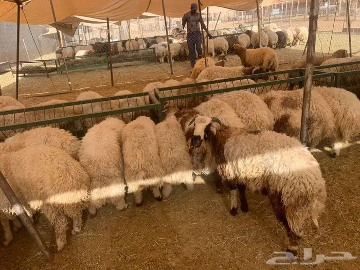 قعود وغنم للبيع 3