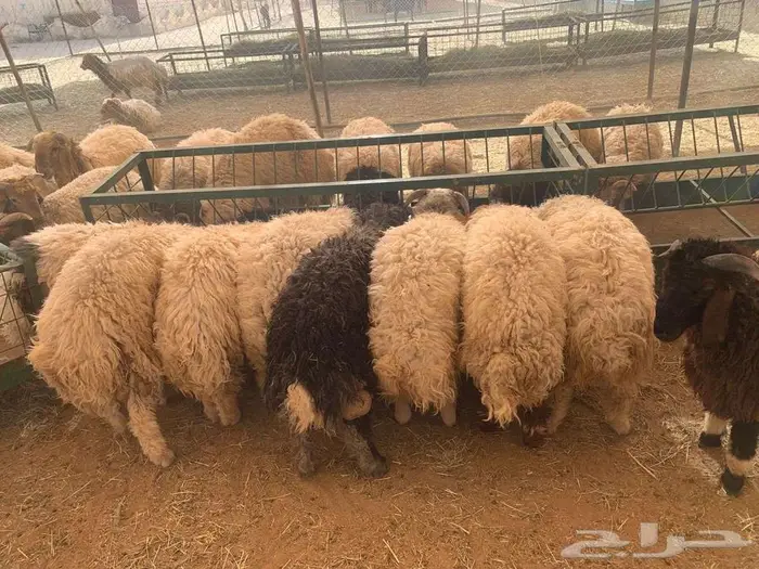 قعود وغنم للبيع 0