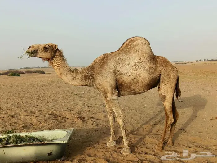 المظيلف 2