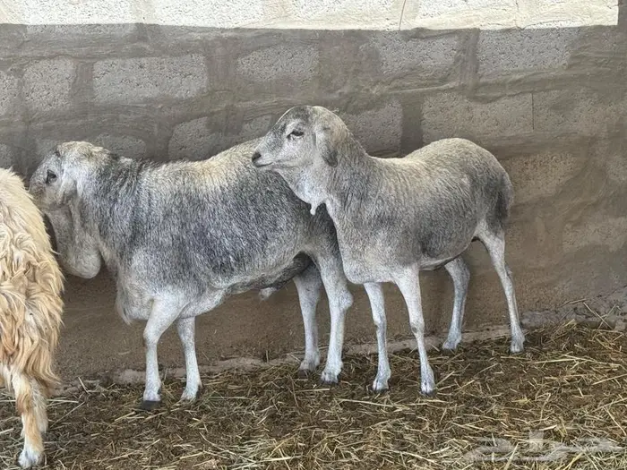 القصيم بريدة 1