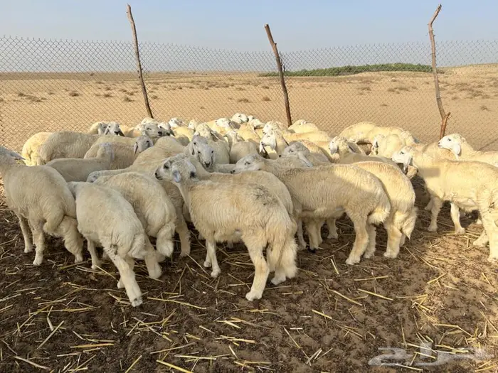 طليان أضاحي 1
