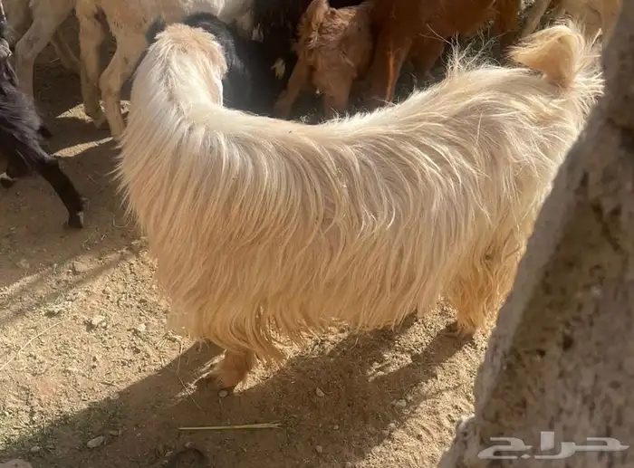 تيس عيد كفو 2