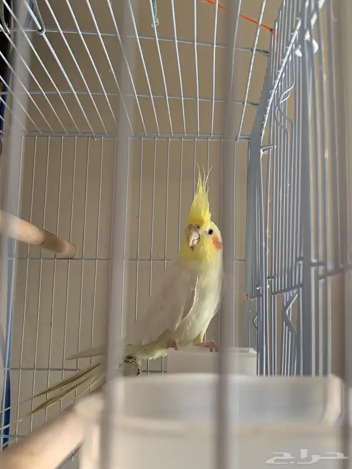 إناثي كروان منتجه 0