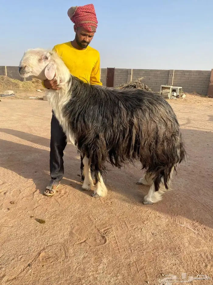 فحل نجدي مشرووط 0