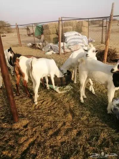 تيوس اضاحي وجذعان 1