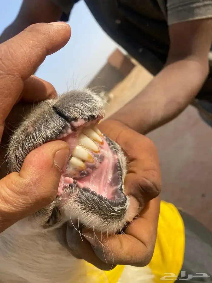 فحل نجدي مشرووط 2