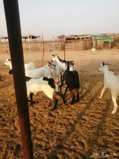 تيوس اضاحي وجذعان 2