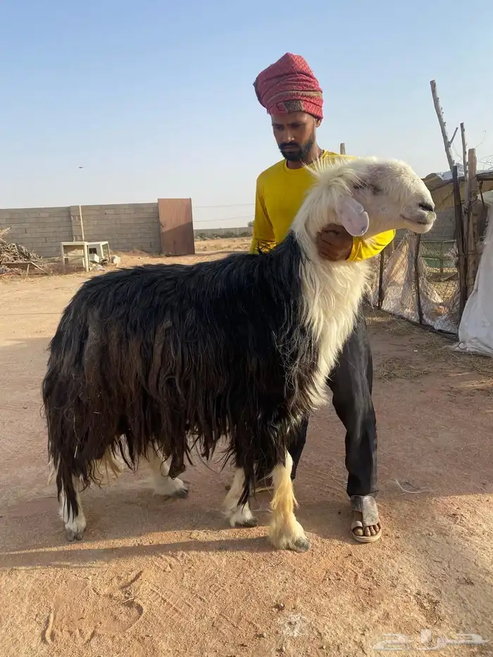 فحل نجدي مشرووط 1