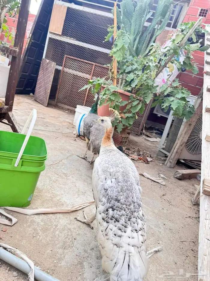 جوز طاؤوس ابيض 1