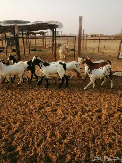 تيوس اضاحي وجذعان 3