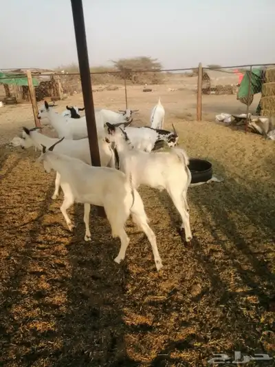 تيوس اضاحي وجذعان 0