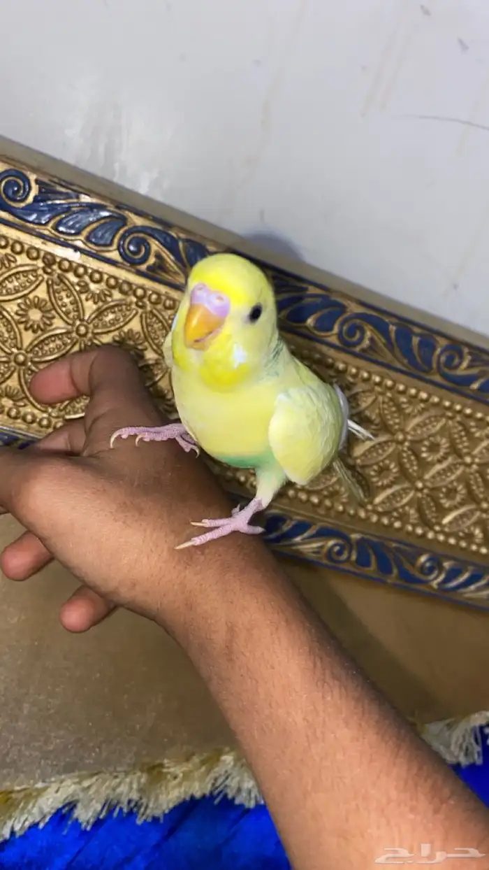 ببغاء بادجي اليف وهدد بداية كلام تممم البيعع 1
