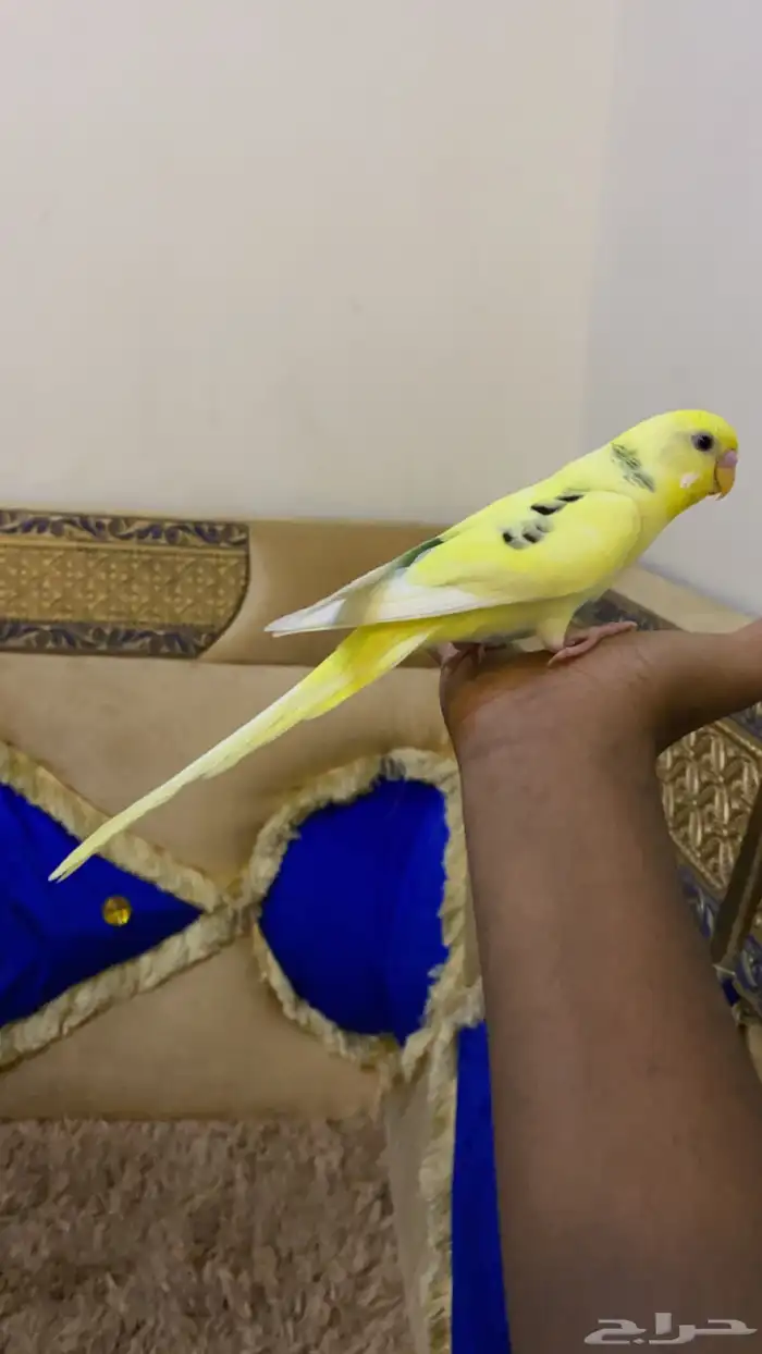 ببغاء بادجي اليف وهدد بداية كلام تممم البيعع 0