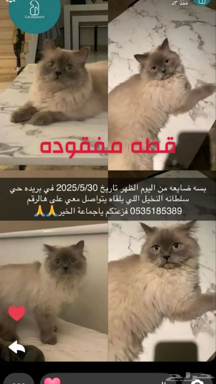 قط ه مفقود 0