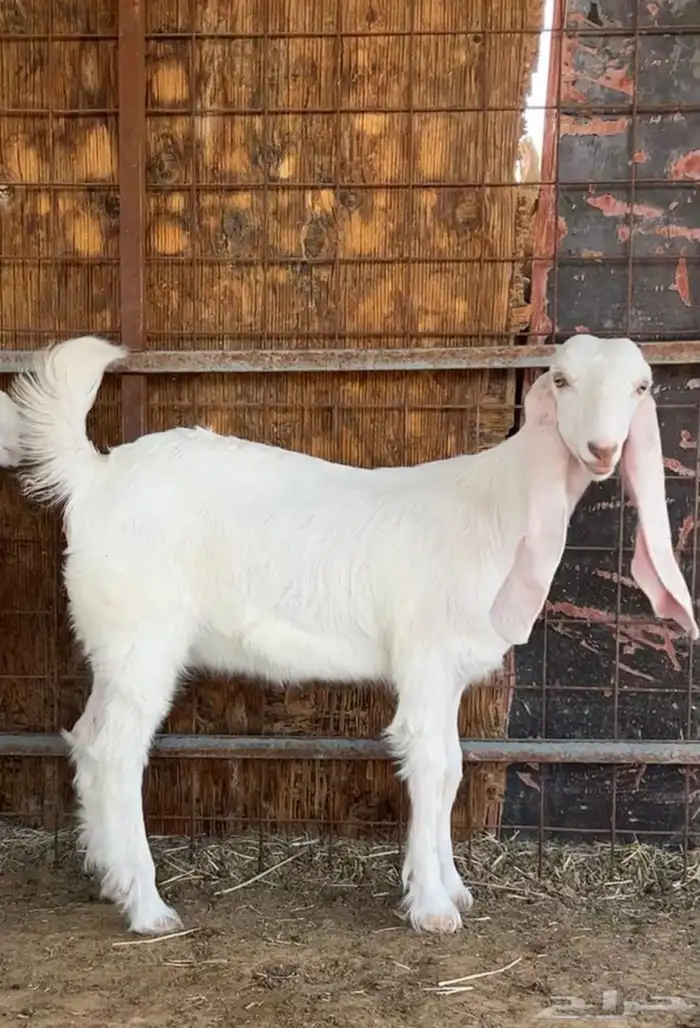 جفرات للبيع 3