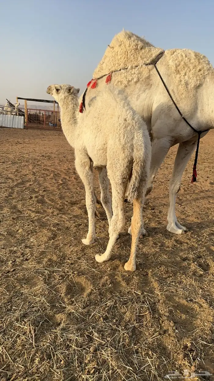 خلفات 5