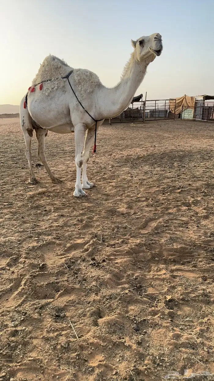 خلفات 4