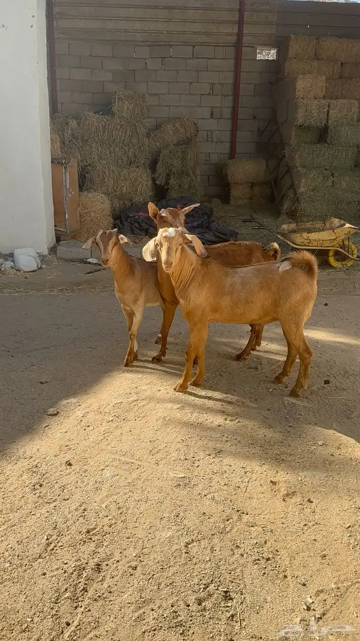 عنز محايليه تحتها اثنين ودافع 2
