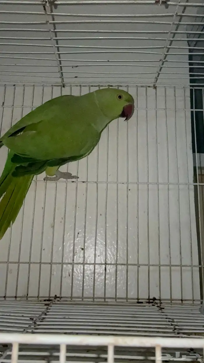 انثى دره هندي 1
