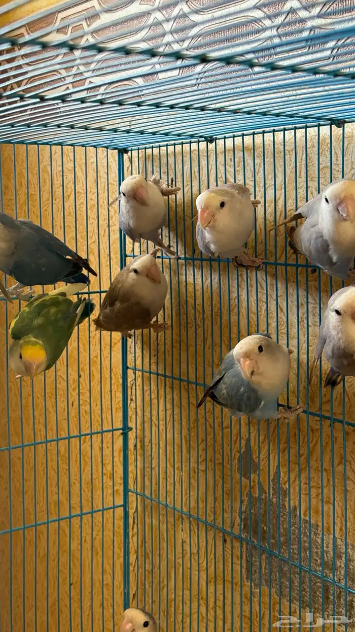 مجموعة روز للبيع 5