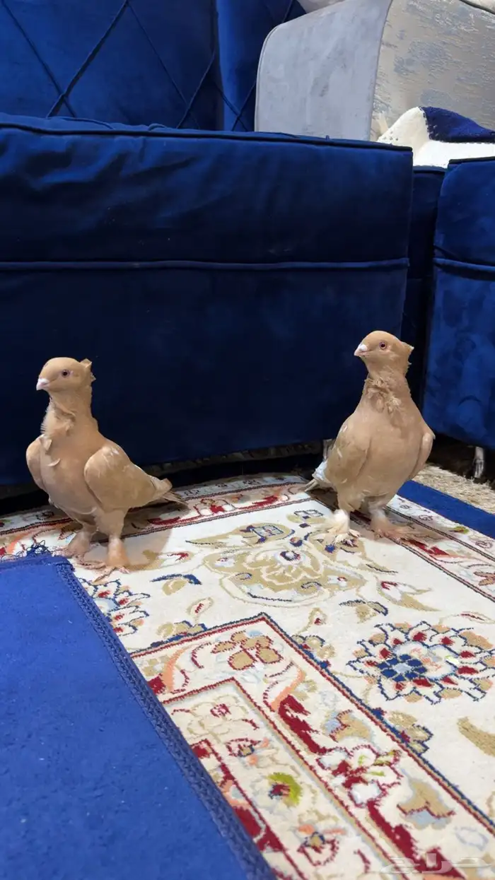 حمام انقليزي 1