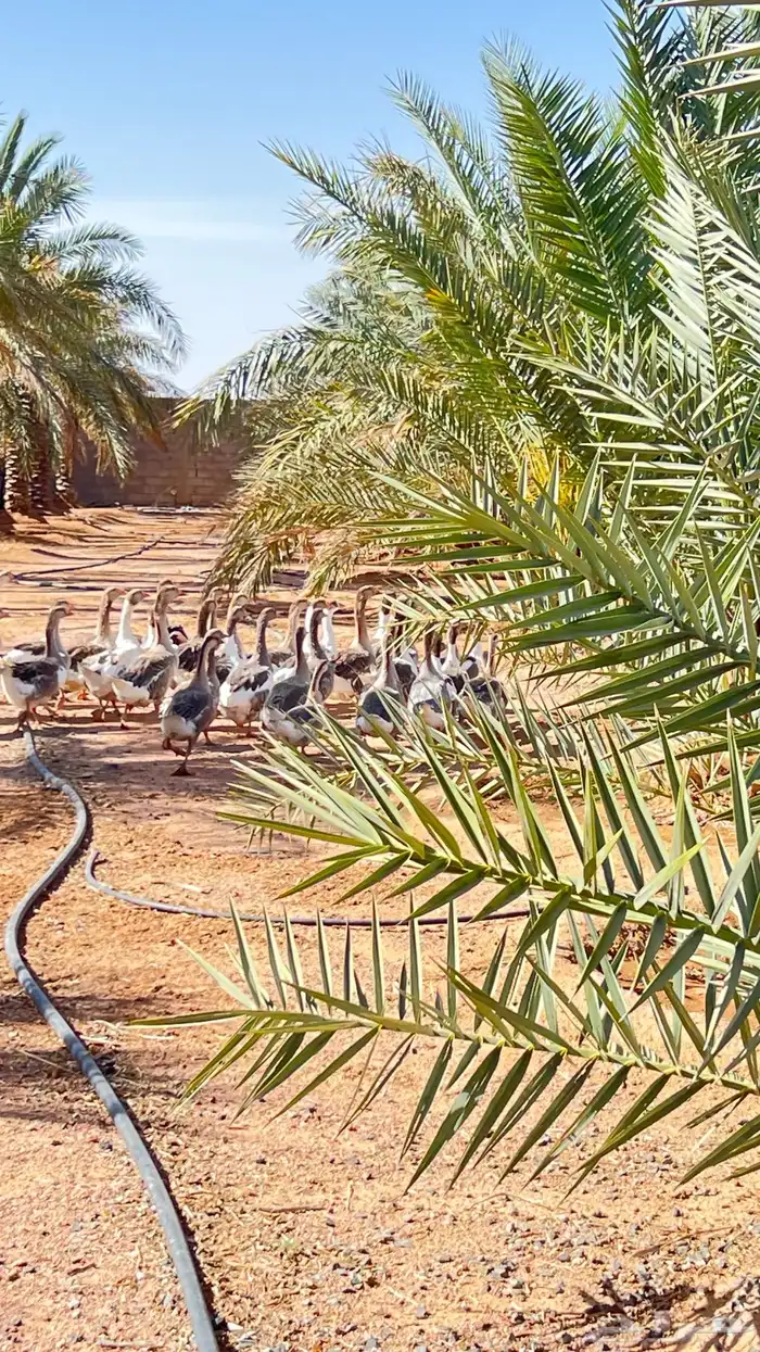 وز عراقي   وز مصري 1