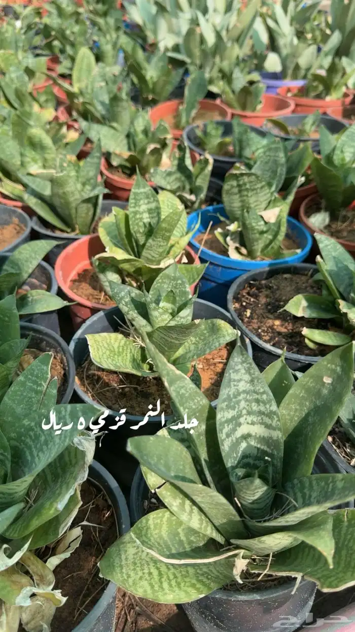ورد اشجار داخليه تربه زراعيه فخارات جميع المقاسات 1