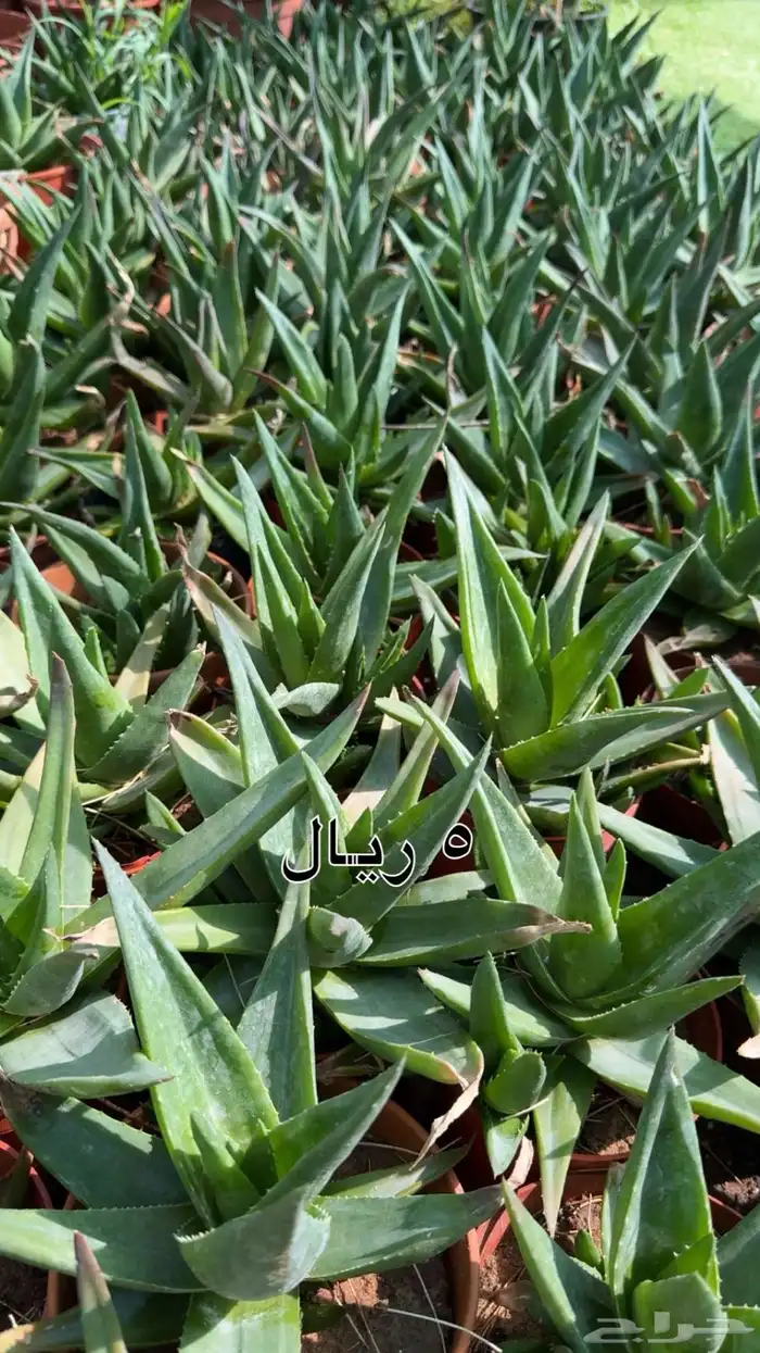 ورد اشجار داخليه تربه زراعيه فخارات جميع المقاسات 0