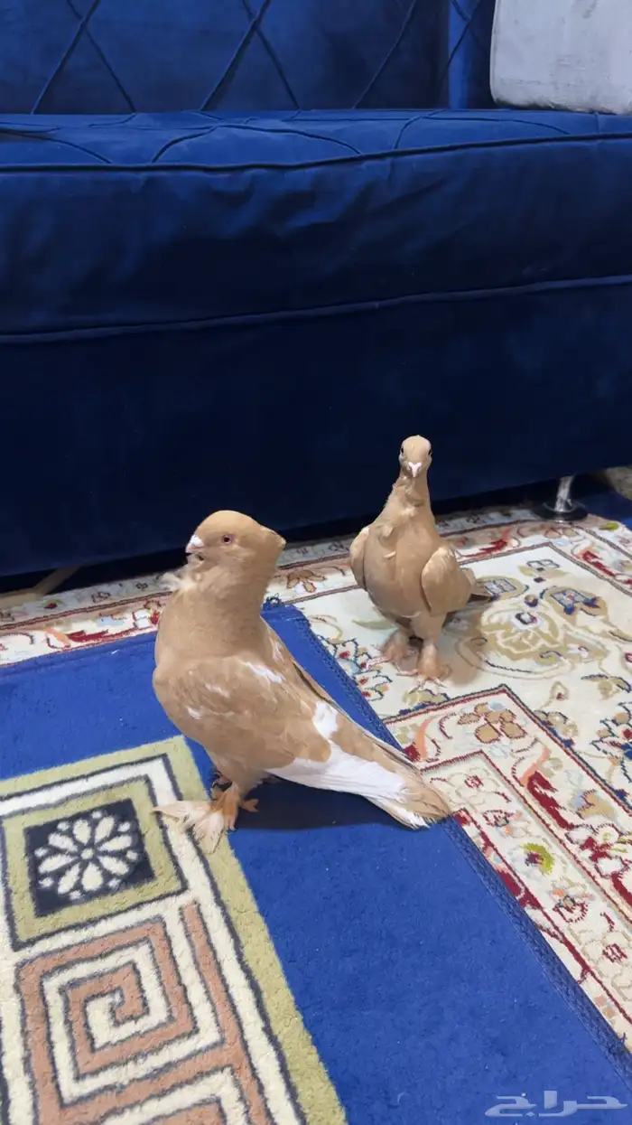 حمام انقليزي 2