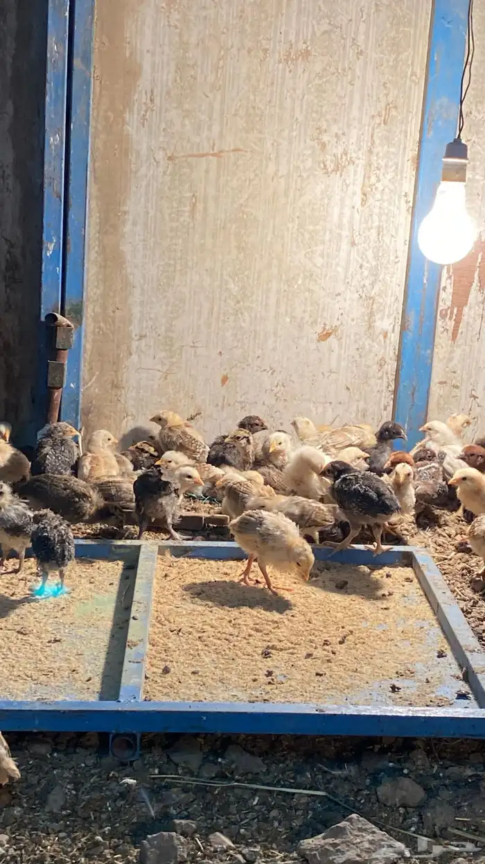فروخ دجاج بلد 1