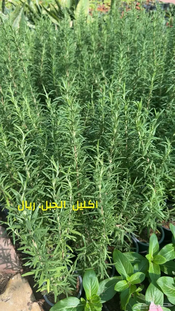 ورد اشجار داخليه تربه زراعيه فخارات جميع المقاسات 2