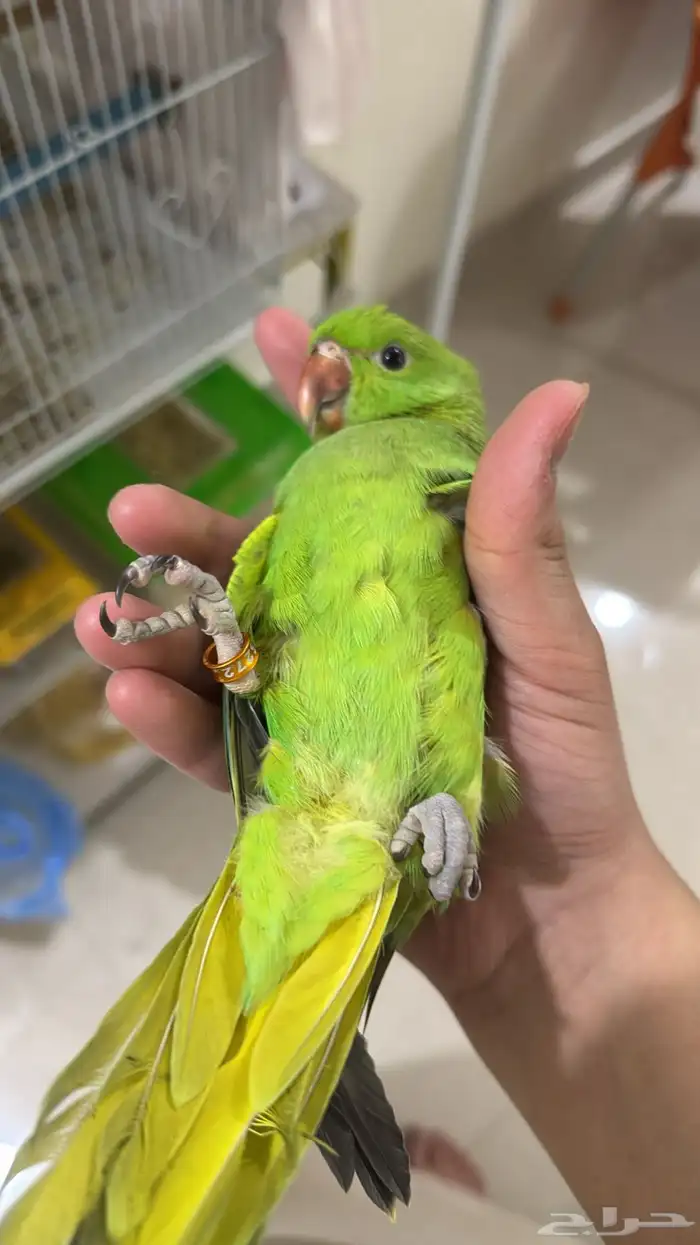 ببغاء طير درة هندي ضاع حي السعادة عليه حجل بني 3