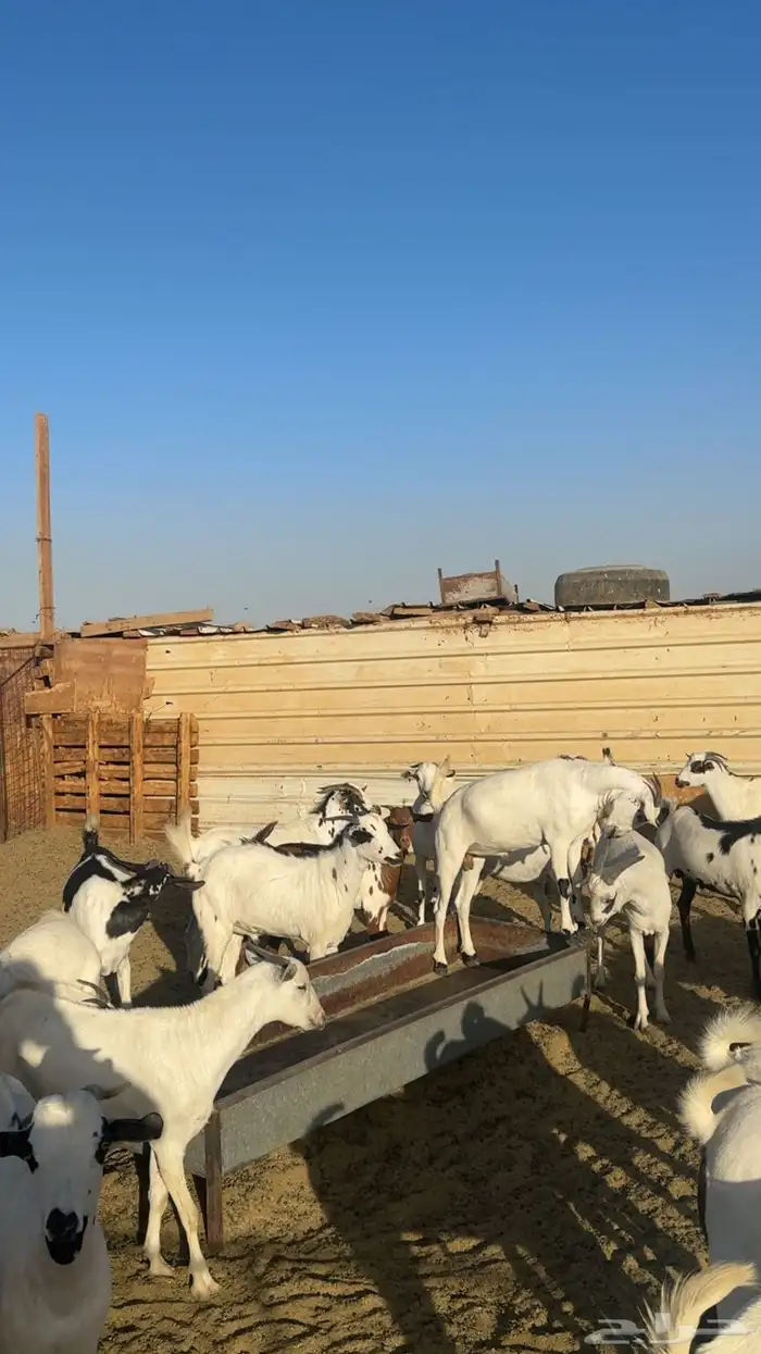 تيوس جنوبيه ضحايا 2
