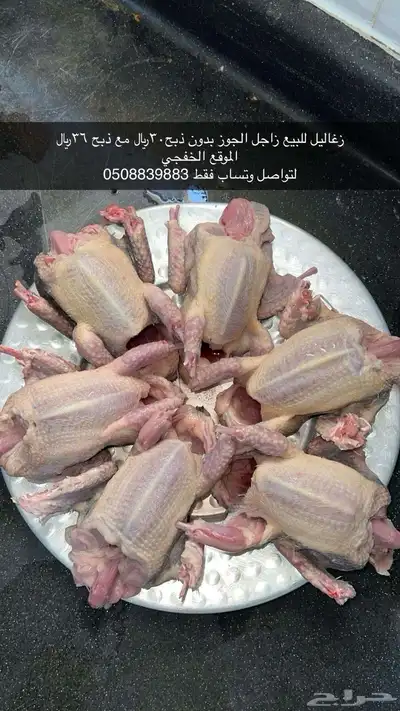 زغاليل زاجل 0